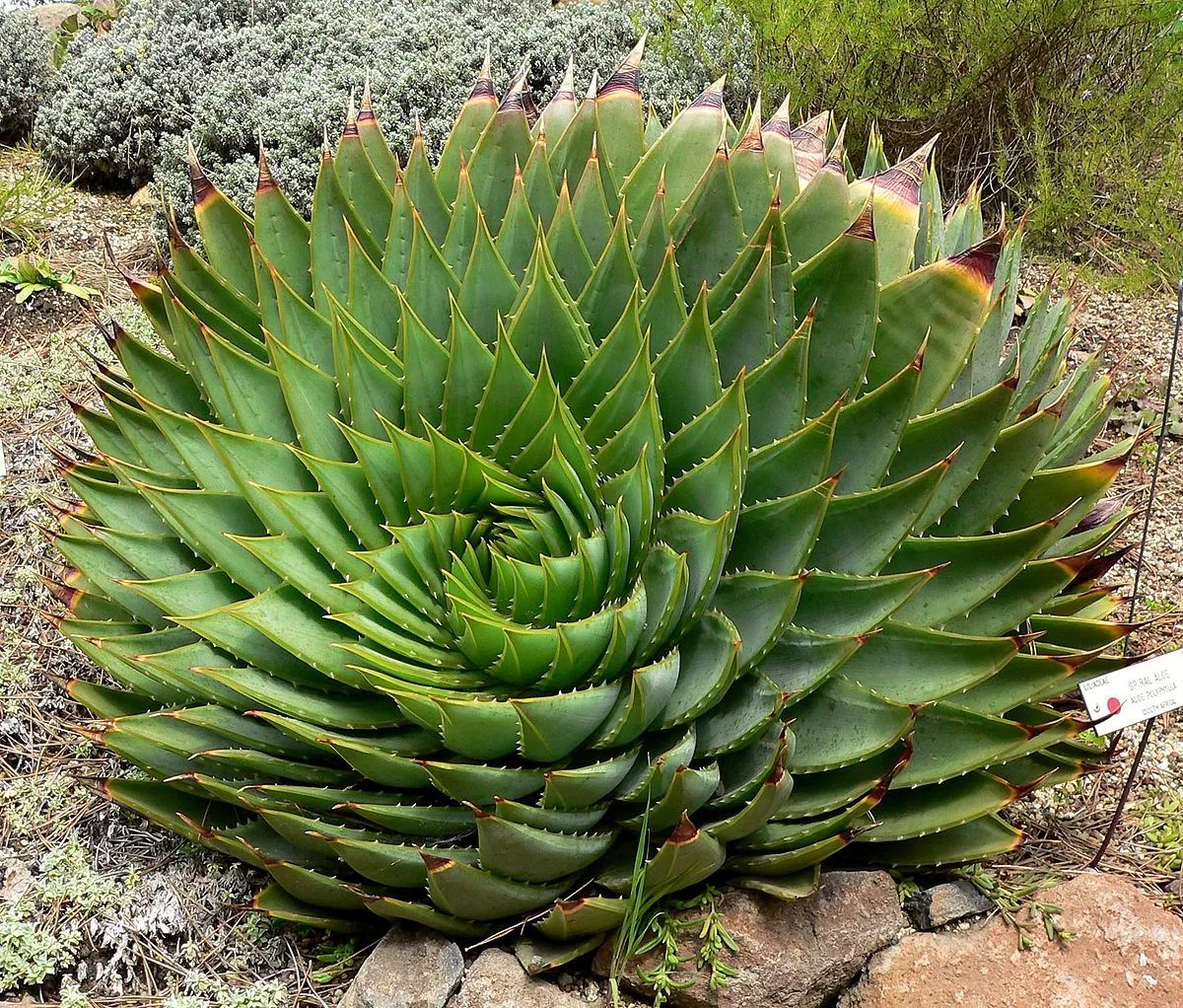 Phyllotaxis - Wikipedia