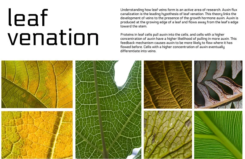 poster: leaf venation 1